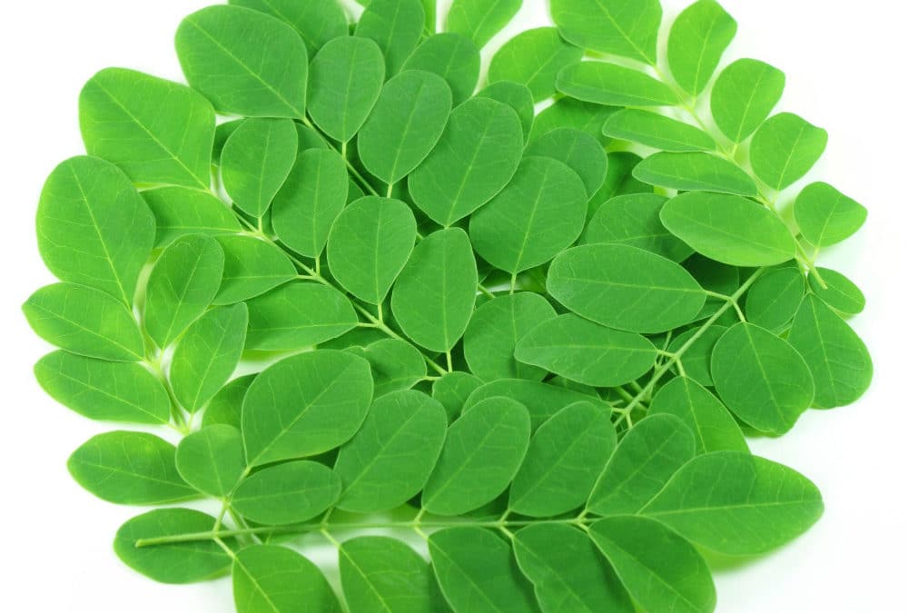 Para Que Sirve la Moringa