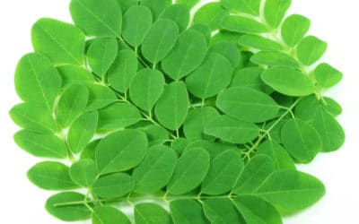 The Beginner’s Guide to Incorporating Moringa Oleifera into Your Diet